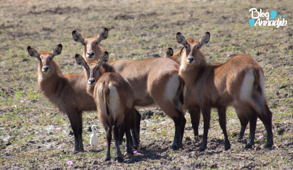 Un groupe de Cobe Defassa au parc national de Zakouma. Photo : Annadjib.
