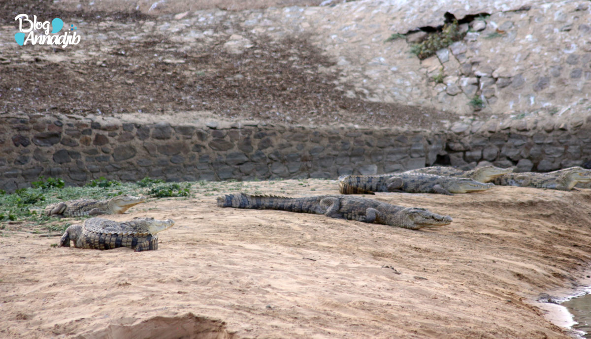 Crocodiles du Nil au parc national de Zakouma. Photo : Annadjib.