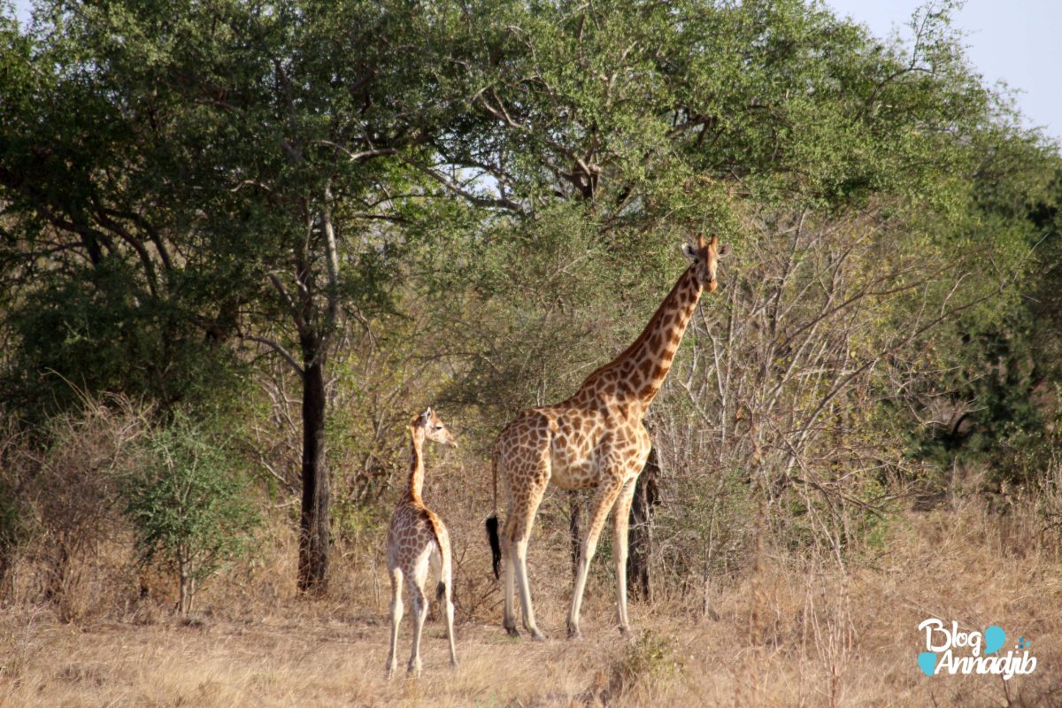Des girafes au parc national de zakouma. Safari Photo