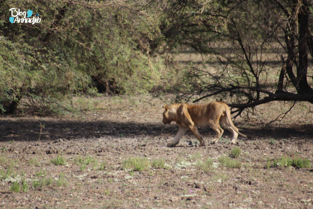 Un lion au parc national de zakouma. Photo : Annadjib.